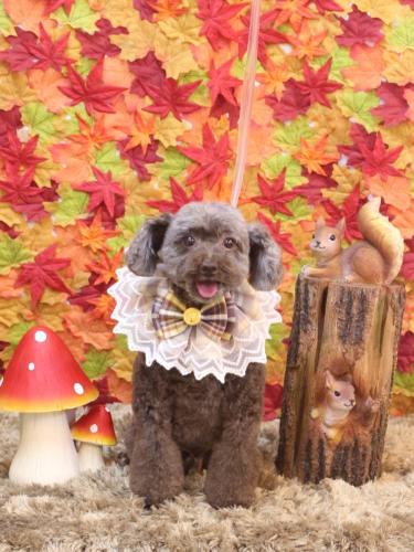 20241109モカくん